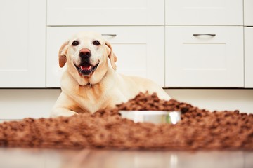 Wall Mural - Hungry labrador retriever