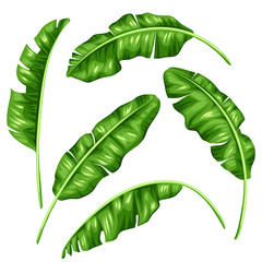 Banana leaves set. Image of decorative tropical foliage