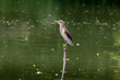 Indian pond heron (Ardeola grayii) sits on a branch