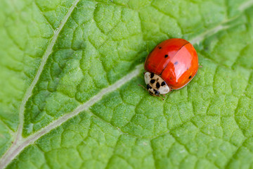 macro of a ladybug on a leaf