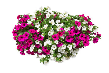 petunia flowers isolated with clipping path included