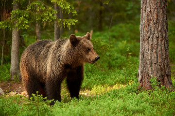 Wall Mural - female brown bear