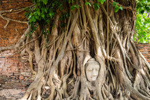 Buddha Head Statue Inside The Bodhi Tree