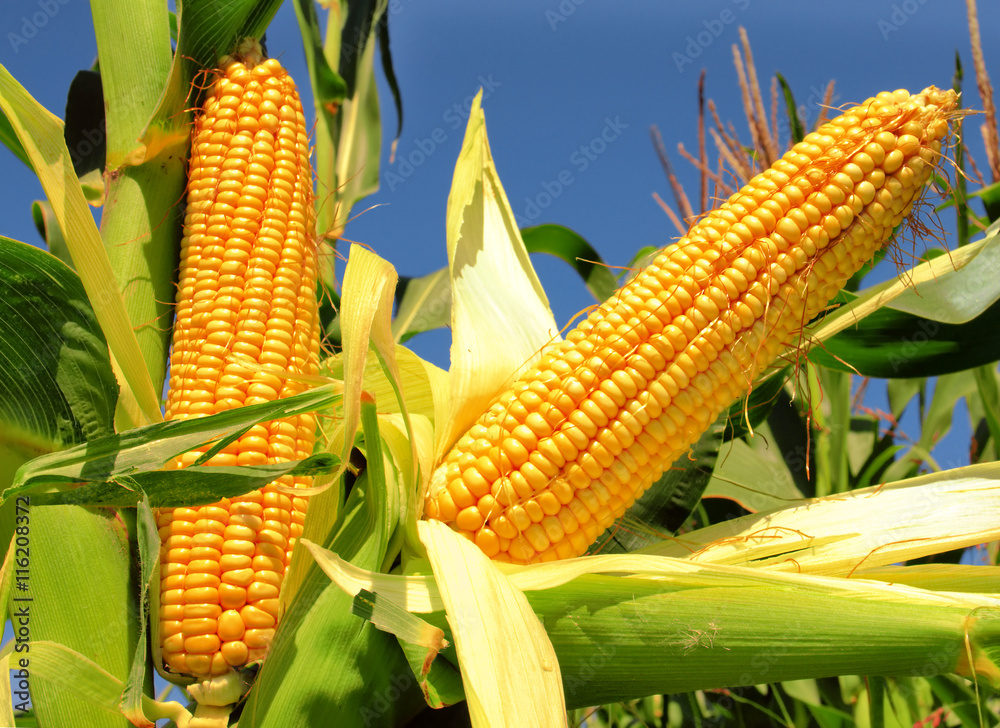 Corn field - obrazy, fototapety, plakaty 