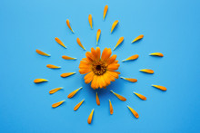 Isolated Calendula Flower With Petals On Blue Background. Creative Photo