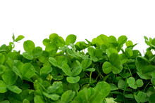 Clover With White Background, Blank Place