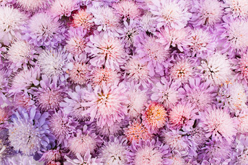 Wall Mural - Violet floral background. A lot of beautiful flowers. Fifty shades of purple