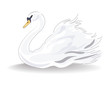 © castecodesign - Swan Vector isolated on white