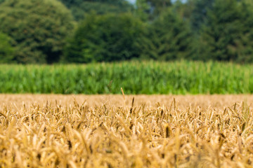 Wall Mural - Ripe big ears of wheat plants in the field in summer