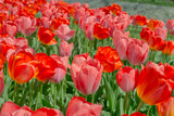 Fototapeta Tulipany - Red tulips outdoors 