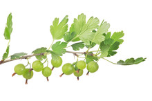 Green Gooseberry Isolated Branch