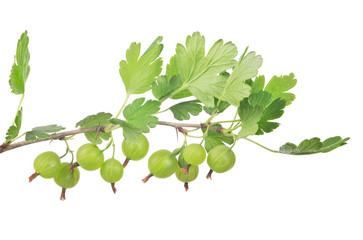 Wall Mural - green gooseberry isolated branch