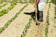 © GDM photo and video - farmer working in vegetable crops  in the Castilla fields, Spain