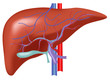 Human liver anatomy , liver vector with artery and vein blood