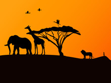 African Sunset And Animals