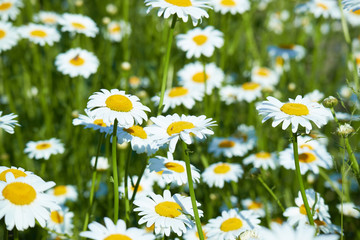 Wall Mural - daisies in a meadow