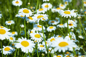 daisies in a meadow