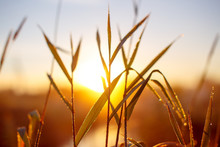 Sunrise Through The Tall Grass With Dew. Morning Dew On Grass. Blurred Background