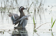 Garganey (Anas Querquedula) On The Water