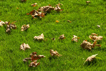 Wall Mural - fall leaves on the green grass