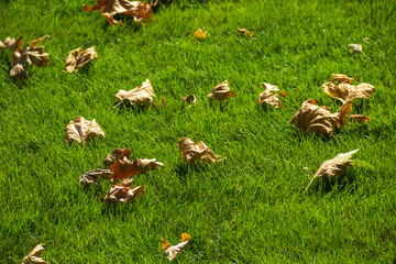 Wall Mural - fall leaves on the green grass