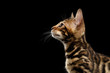 Closeup Profile of Young Bengal Kitty on Isolated Black Background, Side view