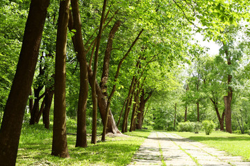 Poster - Walkway in summer park