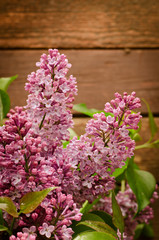 Wall Mural - Branch with fresh blooming spring lilac flowers, on wooden background