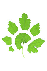 Poster - cutting leaf isolated on white