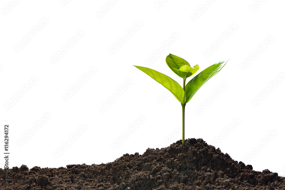 Green sprout growing out from soil isolated on white background Stock ...