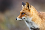 Fototapeta Zwierzęta - red fox portrait