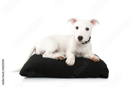 Jack Russel Sdraiato Su Cuscino Nero Buy This Stock Photo And Explore Similar Images At Adobe Stock Adobe Stock