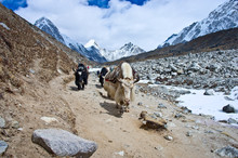 Yak On The Trail Near Everest Base Camp, Nepal