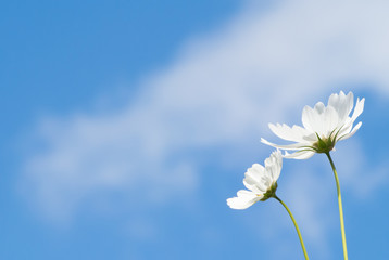 beautiful white cosmos flower and blue sky