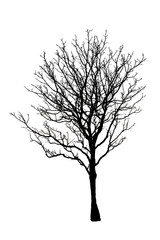 Dead tree isolated on white background manipulation design