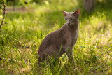 Fototapeta  - Oriental Cat. Oriental Shorthair Gray Cat Sitting On Green Grass In Summer Park. Oriental Breed.
