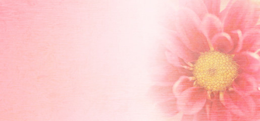 Wall Mural - Sweet pink chrysanthemums flowers in soft and blurred style with