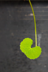 Gotu kola, Asiatic pennywort, Indian pennywort on black backgrou