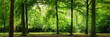 Panorama von Wald im verträumten sanften Licht und leichten Dunst