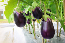 Eggplant Growing In Field Plant Ready For Harvest.