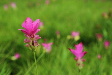 Wall Mural - Soft focus of beautiful tropical pink Siam tulip (Summer tulip o