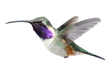 Flying Lucifer Hummingbird - Calothorax Lucifer.
Hand Drawn Vector Illustration Of A Hovering Male Lucifer Hummingbird With Iridescent Magenta-purple Throat Patch On Transparent Background.
