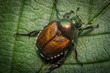 Macro Japanese Beetle