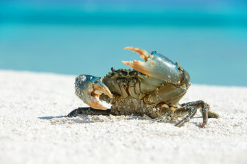 Wall Mural - crab on beach