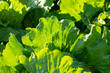 Salatblätter - frisches Gemüse - Rohkost - Grünzeug
