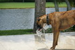dog drinking on a hot summer day 