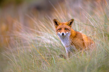 Poster - European Fox peeking through vegetation