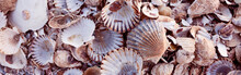 Pile Of Colorful Shells, Wellfleet Massachusetts On Cape Cod-Proportionate To Large Mobile Banner 
