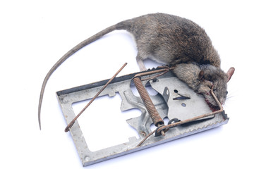 Dead mouse in a mousetrap on a white background