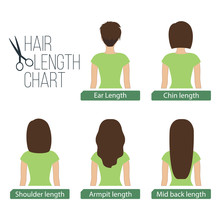 Hair Length Chart Back View, 5 Different Hair Lengths. Vector.